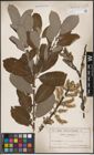 Foto von Salix cinerea L.